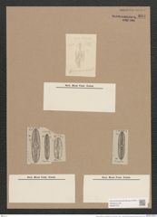 Navicula elliptica var. sublinearis Grun. (de-Toni-Nr.: Genus 1, Species 298) Zeichnungen Sammlung Grunow Nr. 697 (NHMW-BOT-W0367073)